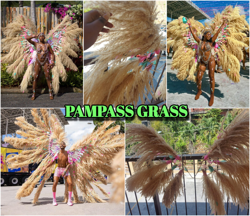 pampas grass used for ornamental and decoration purposes